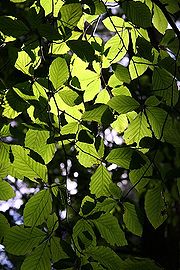 Chlorophyll gives leaves their green colour